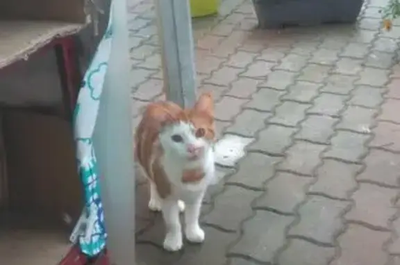 Animaux trouvés Boulogne-sur-Mer, photo: Chat mâle roux et blanc trouvé à Boulogne