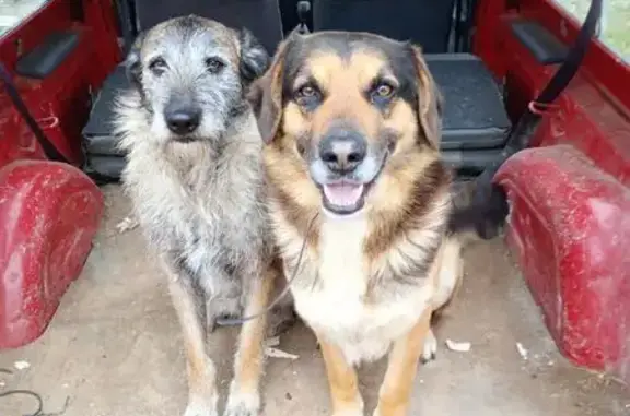 Chien perdu , photo : Chiens mâles disparus à Bierné-les-Villages