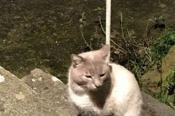 Chat trouvé Frouard, photo: Chat errant miaulant devant chez moi à Frouard