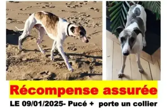 Chien perdu à Orléans, Centre-Val de Loire - photo