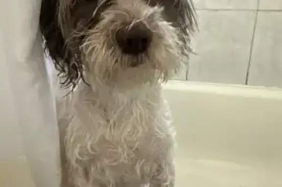 Lost Shih Tzu Mix: Bella Needs Help!