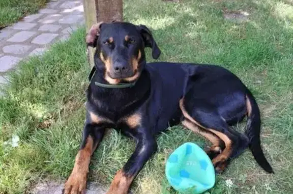 Beauceronne perdue à Villeneuve-sur-Lot - photo