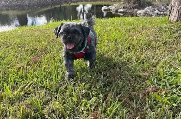 Lost Dog Alert: Bobby in Red Harness