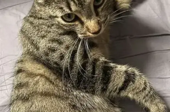 Chat perdu, Villiers-sur-Morin, photo: Chat tigré perdu à Villiers-sur-Morin