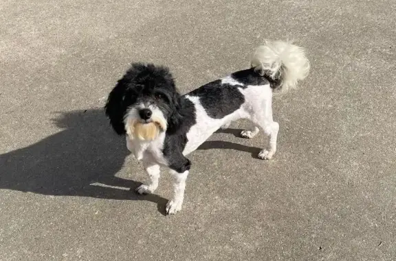 Lost Havanese: Red Harness, Call Now!