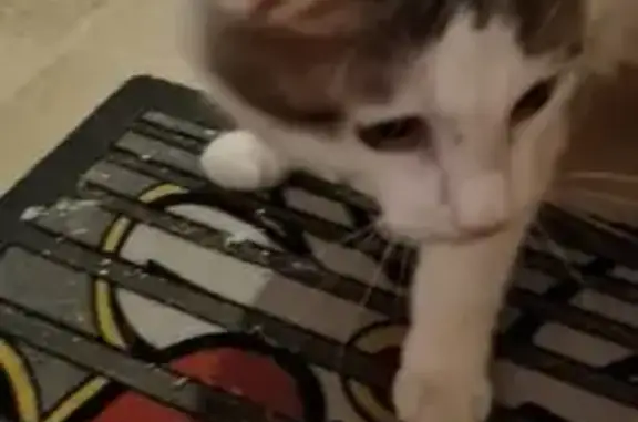 Chaton trouvé à Sainte-Consorce - photo