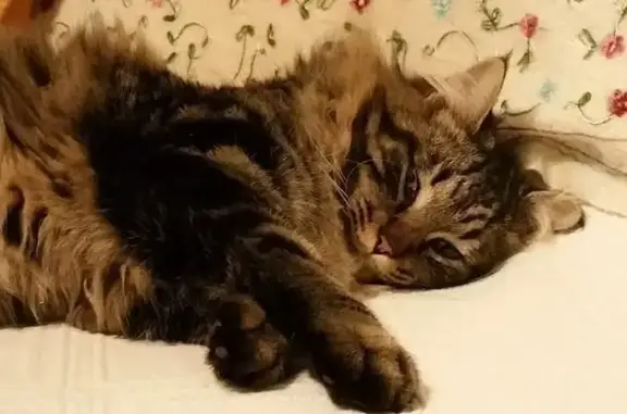 Animaux perdus Montpellier, photo: Maine Coon perdu, 7 ans, récompense offerte