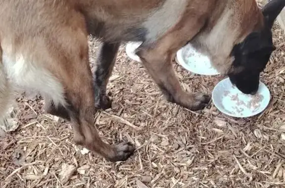 Chien errant trouvé à Sallaumines - photo