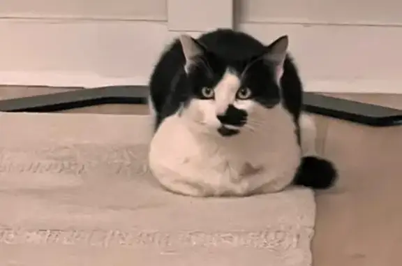 Chat perdu, Blois, photo: Chat perdu noir et blanc, mâle, Blois