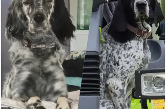 Chiens disparus à Pont-Évêque (38) - photo