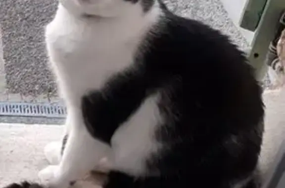 Chat perdu, , photo: Chat noir et blanc disparu à Longèves