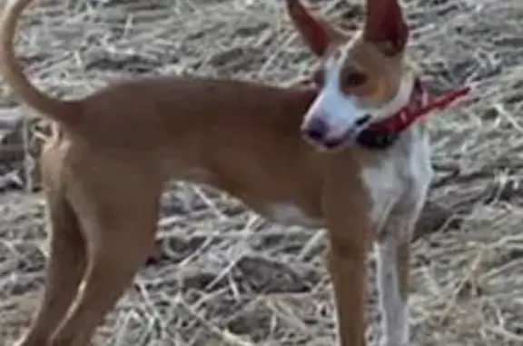 ¡Ayuda! Podenco andaluz perdido en Vilabertran