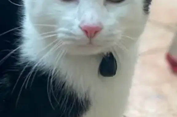 Animaux trouvés , photo: Chat noir et blanc trouvé à Lorient