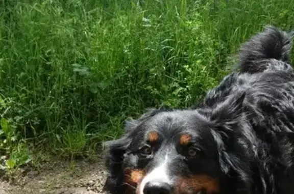 Chien mâle croisé perdu à Paulhac - photo