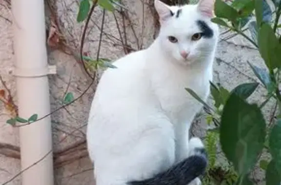 Animaux perdus Eyguières, photo: Chat européen blanc perdu à Eyguières