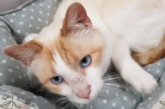 Animaux trouvés Roye, photo: Chat mâle castré à 3 pattes trouvé à Roye