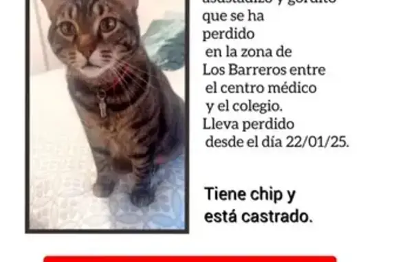 ¡Gato Romano Perdido en Cartagena!