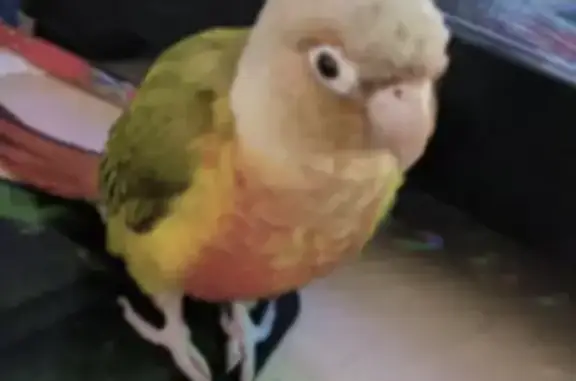 Lost Pineapple Conure in Shalvey Area