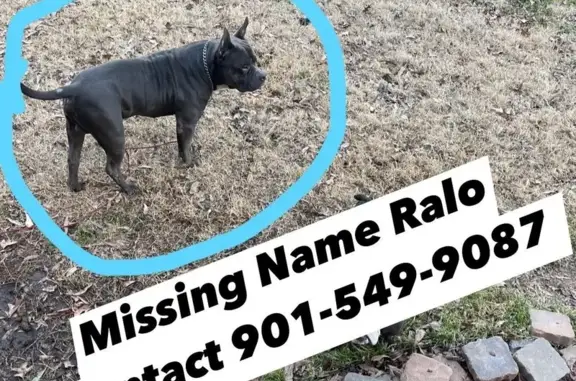 Lost Blue American Bully in Memphis