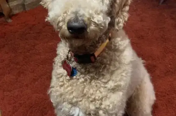 Lost Poodle: Cream Fur, Sunset Collar