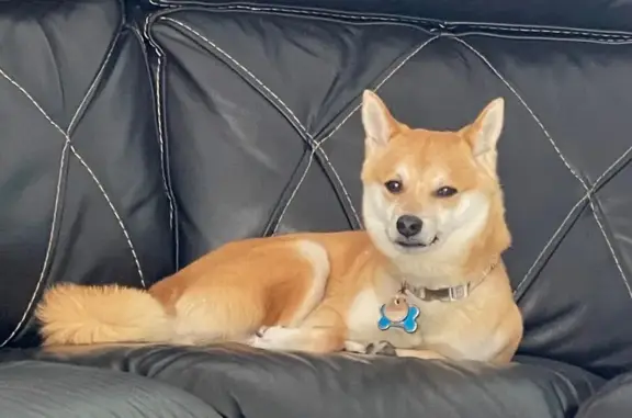 Lost Shiba Inu Max: Reward in Jacksonville