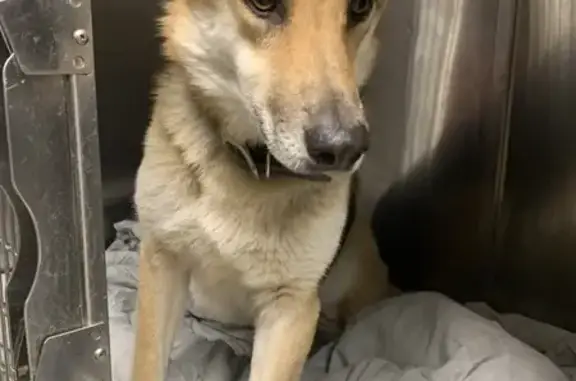 Friendly Found German Shepherd in Searcy