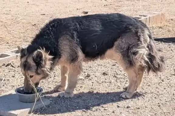 Lost Skittish Shepherd on East Valencia