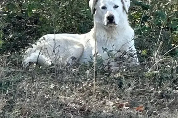 Found: White Lab Near Bryant's First Horizon