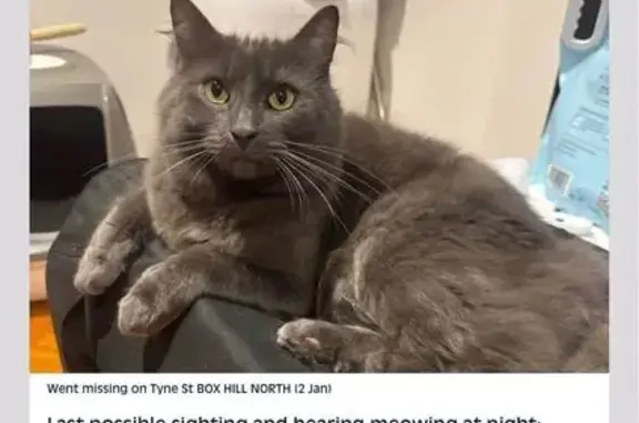 Lost Grey Cat: $500 Reward in...