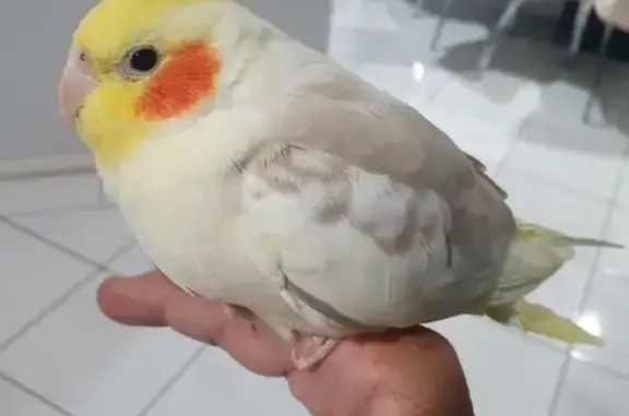 Lost Cockatiel: Cookie Missing in Liverpool