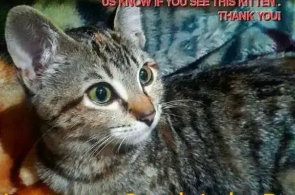 Lost Kitten Kiki: Grey Tabby in Antioch