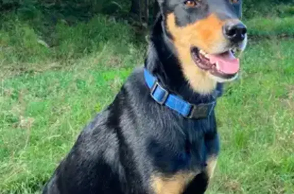 Lost Kelpie: Kenny in Scenic Rim