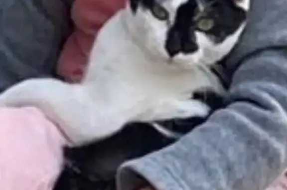 Animaux perdus , photo: Chat noir et blanc perdu à Esclavolles