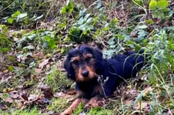 Chien perdu Saint-Paul, photo : Chien de chasse perdu à Saint-Paul