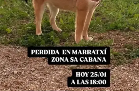 ¡Perdida! Shiba Inu Roja en Marratxí