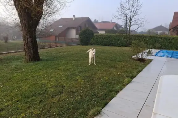 Jeune chienne blanche trouvée à Blardet - photo