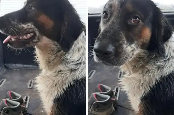 Animaux trouvés , photo: Chien tricolore trouvé à Illiers-Combray