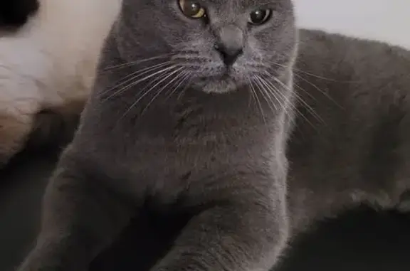 Chartreux mâle perdu à Morières-lès-Avignon - photo