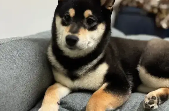 Perro Shiba Inu Negro Perdido en Barcelona