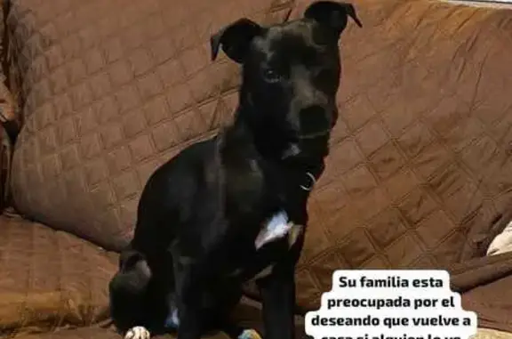 Perro Perdido: Ratonero Negro en Aribau, 66