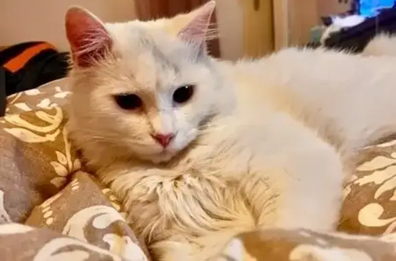 Chat trouvé Rillieux-la-Pape, photo: Chat blanc mâle trouvé à Rillieux-la-Pape