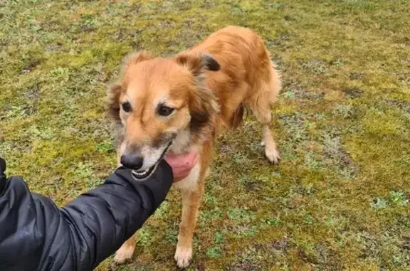 Animaux trouvés , photo: Chienne fauve trouvée à Saint-Jory-de-Chalais