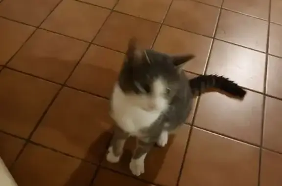 Animaux trouvés , photo: Chat gris tigré trouvé à Rossuliet