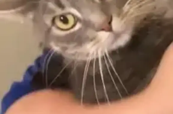 Chat tigré perdu à Fleury-les-Aubrais - photo