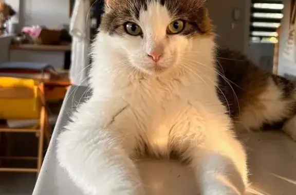 Chat perdu, , photo: Chat perdu, collier rose, Saint-Nexans