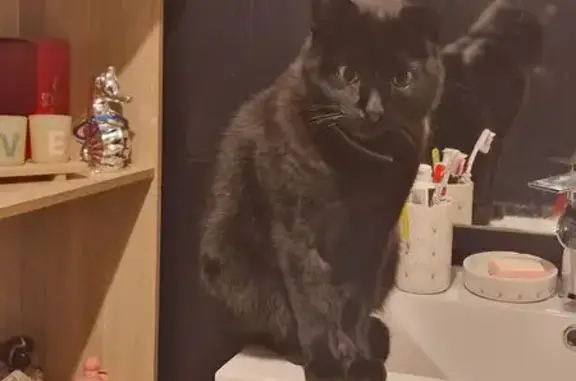 Animaux perdus Méreau, photo: Chat perdu à Méreau : Pirouette 5 ans