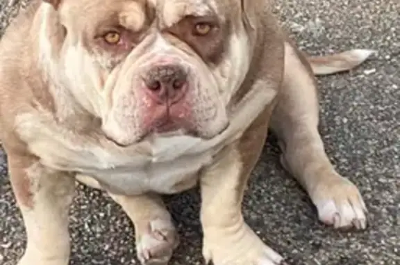 Chien perdu Plessé, photo : Chienne Freya disparue à Plessé