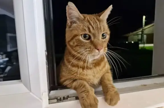 Animaux trouvés , photo: Chat roux trouvé à Alaincourt-la-Côte