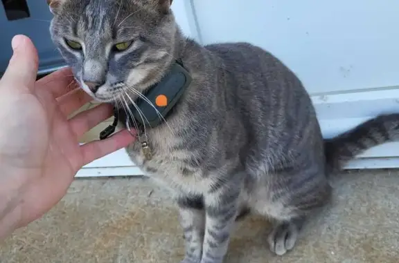 Chat perdu, Mareuil-sur-Lay-Dissais, photo: Chat Mango perdu à Mareuil-sur-Lay