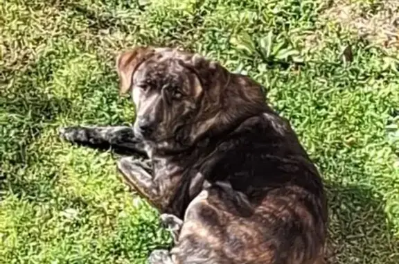Chien trouvé , photo: Chien cane corso blessé trouvé en Corse